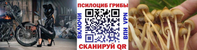 Псилоцибиновые грибы GOLDEN TEACHER  Сельцо 